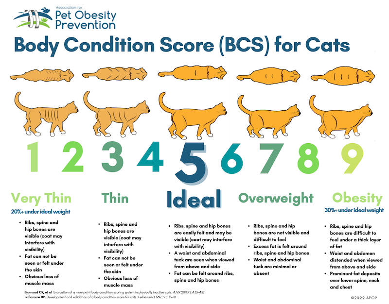cat body condition chart from the association for pet obesity prevention