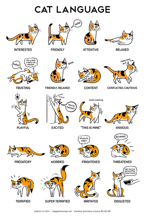 cat body language