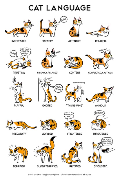 cat body language infographic from the amazing Lili Chin