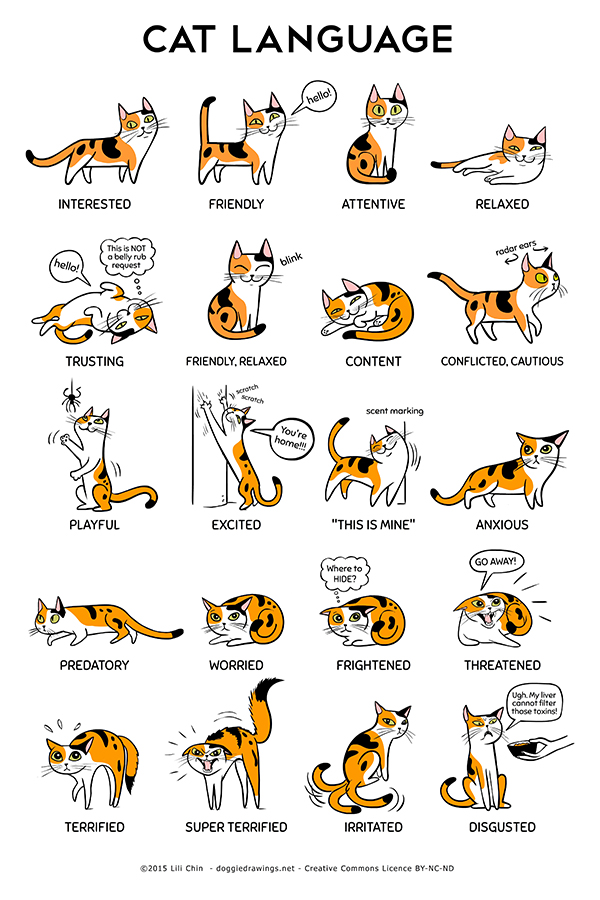 understanding cat body language