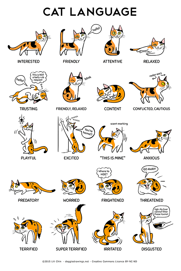 cat body language