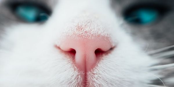 cat breathing through their nose
