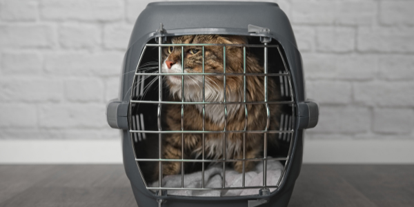 cat looking anxious in their carrier