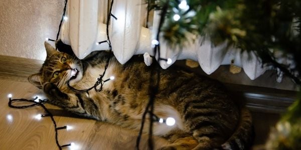 cat chewing on christmas cord lighting