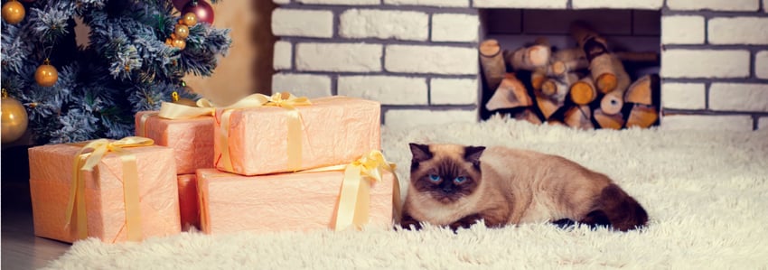 cat christmas header 850x300