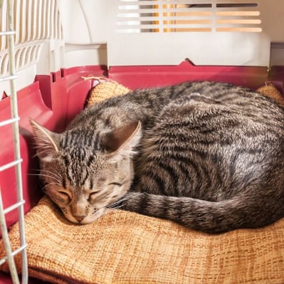 cat comfortably sleeping in a cat carrier