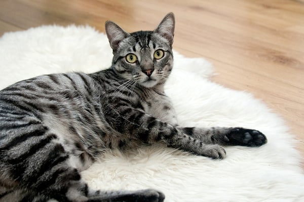 cat constantly in litter box is an emergency