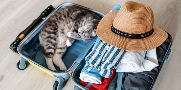cat curled up sleeping inside a packed suitcase