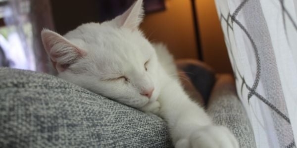 cat diagnosed with cancer-UN