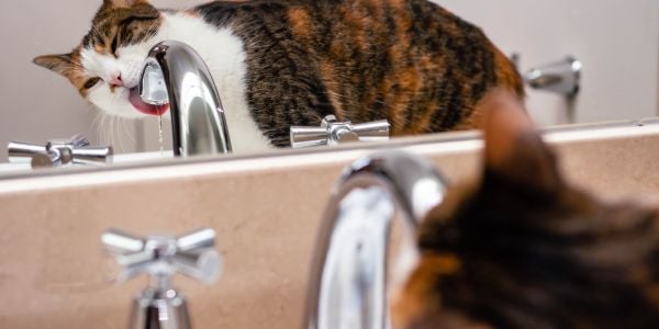 cat drinking from a dripping faucet