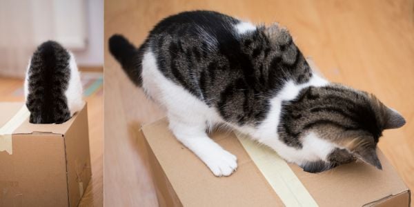 cat eating food out of a carboard box-canva