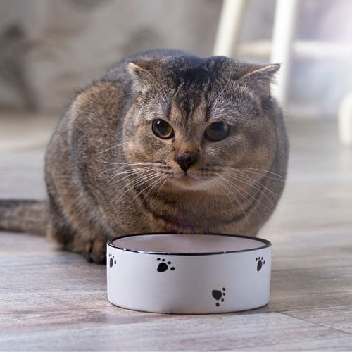 cat eating from a ceramic bowl