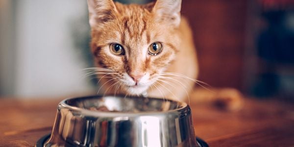 cat eating from a stainless steel bowl