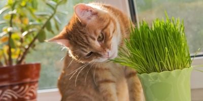 cat eating grass grown in small pot