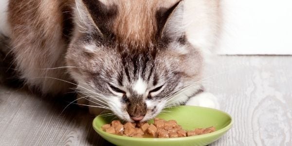 cat eating wet food out of a green dish
