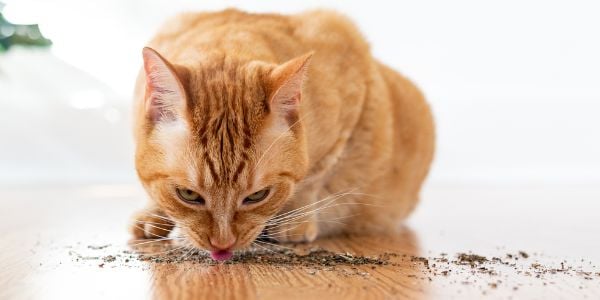 cat enjoying catnip off of floor