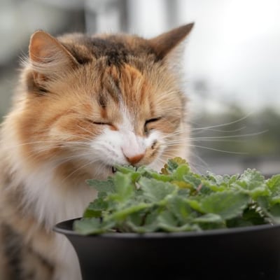 cat enjoying fresh catnip in a pot