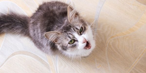 cat excessively meowing looking at owner