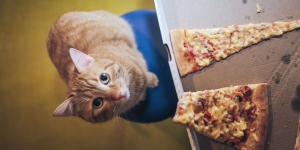 cat eyeing some pizza left unattended