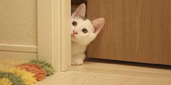 cat peeking around a bathroom door