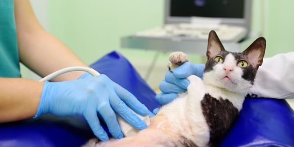 cat getting an ultrasound of the liver
