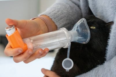 cat getting asthma treatment with an inhaler and chamber device