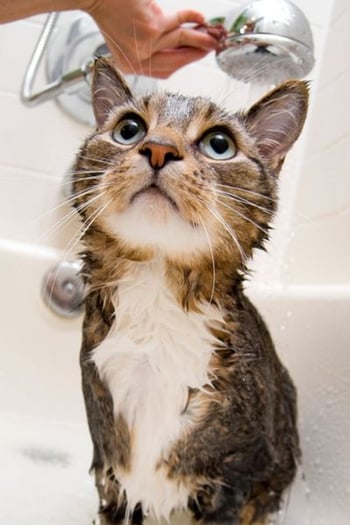 cat getting bathed in a bath tub