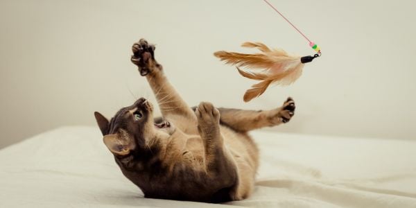 cat getting exercise and playing with a feather toy on a bed