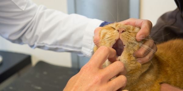 cat getting its mouth examined by a veterinarian