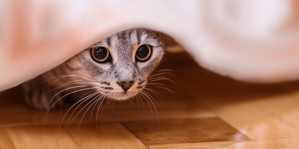 cat hiding could be sign of illness or stress