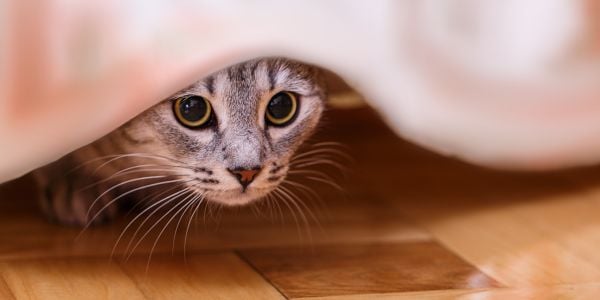 cat hiding under the bed peeking out
