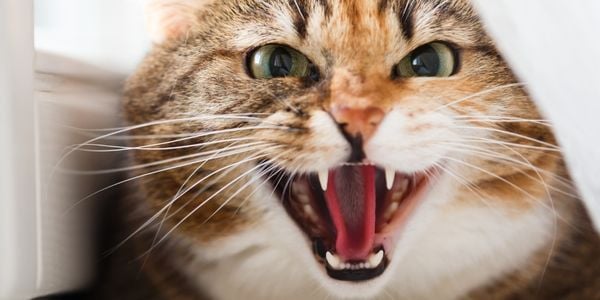 cat hissing and showing teeth aggressively