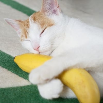 cat hugging a banana