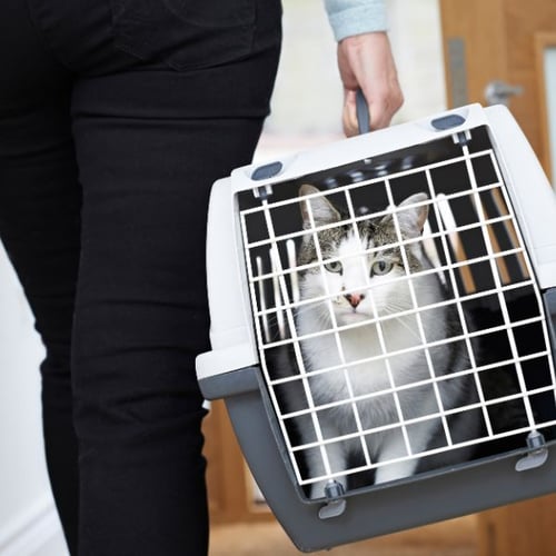 cat in a carrier going to the vet