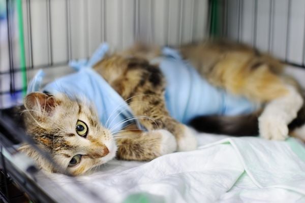 cat in a crate after surgery wearing a surgical suit