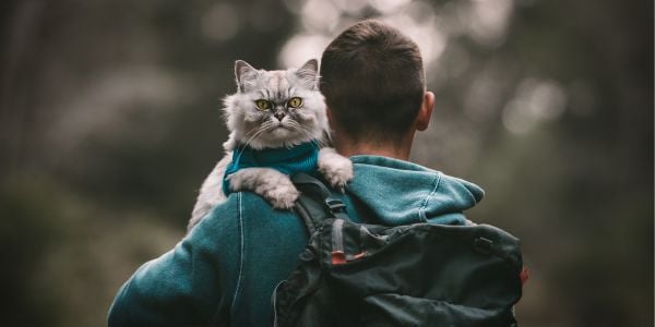 cat in a harness being carried on a hike in the woods