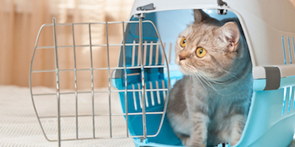 cat in carrier with the door open