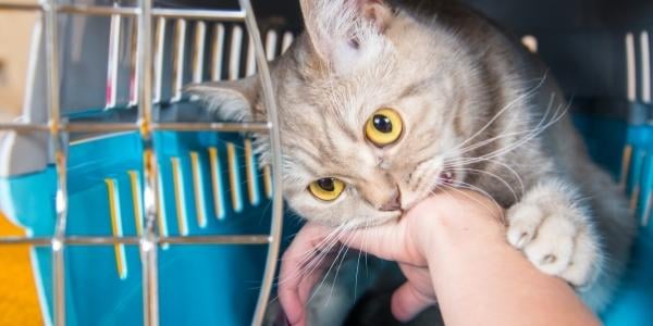 cat in carrier biting at hand reaching in