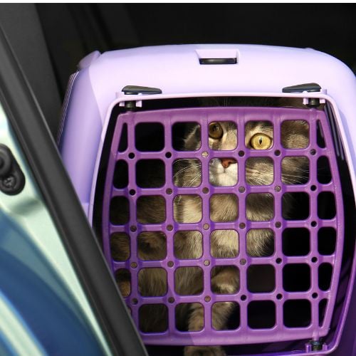 3 Reasons Your Cat Should Ride in a Car Carrier • KittyCatGO