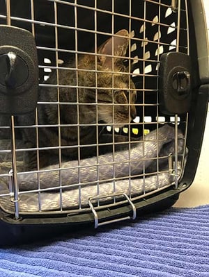 cat in carrier keeping cats separated