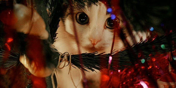 cat in christmas tree dangers like tinsel