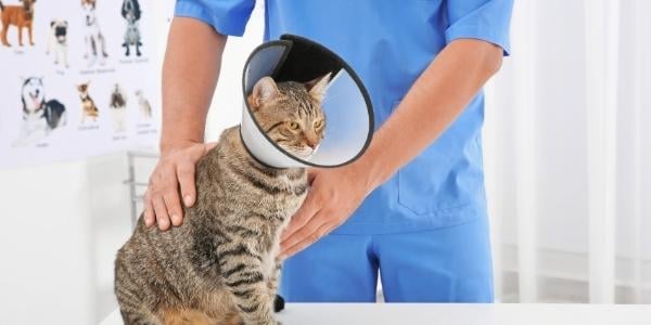 cat in cone sitting on counter in front of vet staff