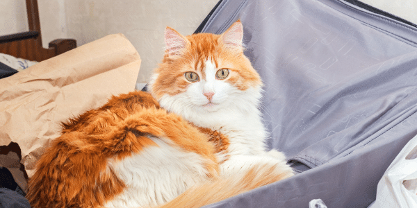 cat in suitcase- keep safe when guests arrive