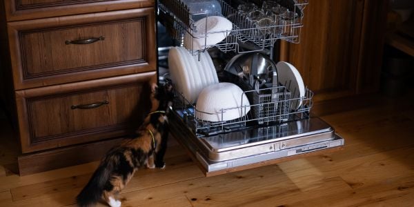 cat inspecting an open dishwasher