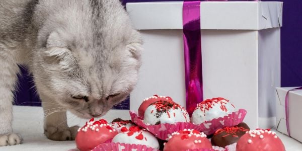 cat inspecting some chocolate candies