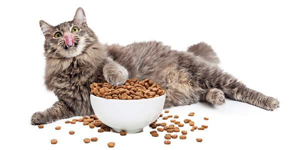 cat kibble junkie