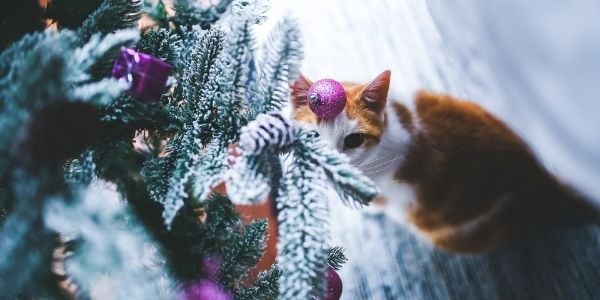 cat looking at christmas tree before jumping in