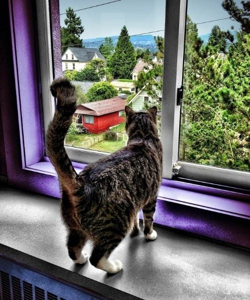 cat looking out of window of a 2 story house-Pix