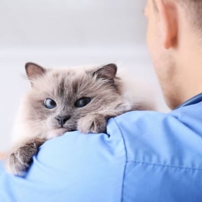 cat looking over shoulder of veterinarian