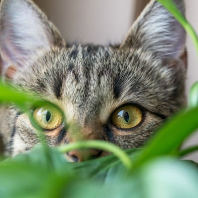 cat looking through plant leaves